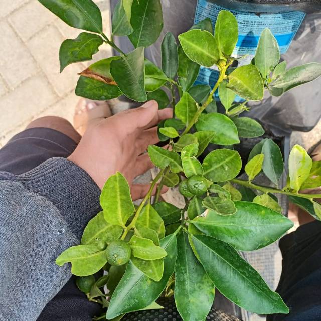 Tanaman buah jeruk manis jeruk citayam berbuah