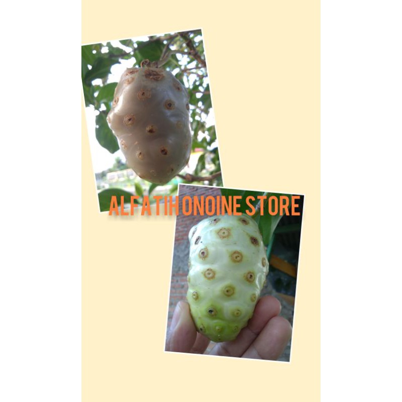 

BUAH MENGKUDU 1KG = 10RB