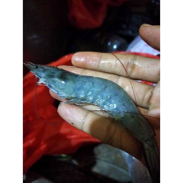 

udang vaname fresh