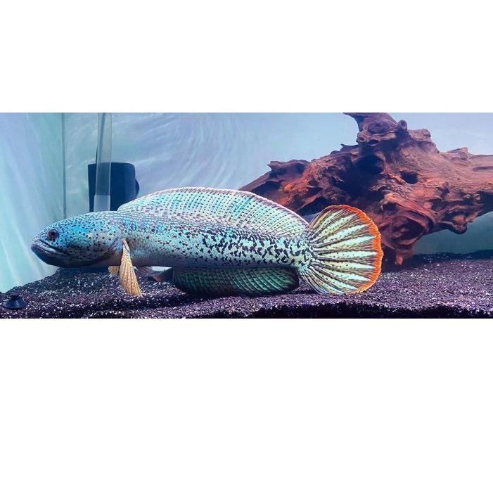 ❄️Harga Potongan ikan chana baby barca kontes ful dots |Trend|Update|Hanya hari ini