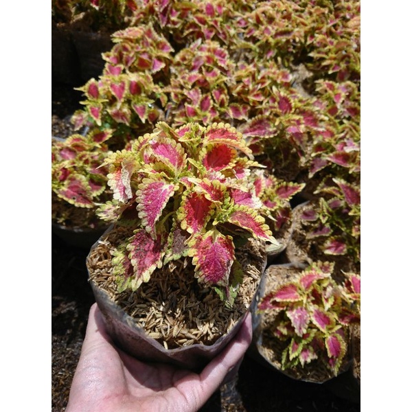Miana Urat Merah 'Coleus Wizard Scarlet' (Pusat Tanaman Hias Cihideung Bandung)