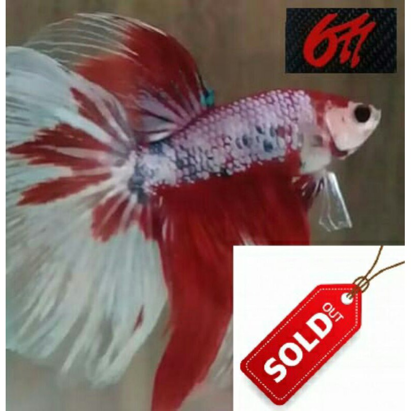 Cupang Nemo Cooper HM