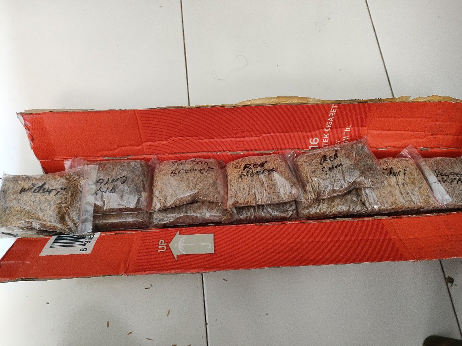 Promo Paket 5 Bonggol Aglonema,red Anjamani,red Heart,widuri,super White,dud Anjamani