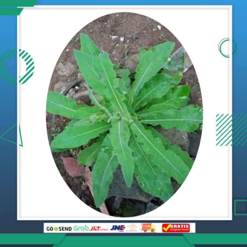 

Herbal Daun Tempuyung / daun tempurung / daun lempung / daun rayana