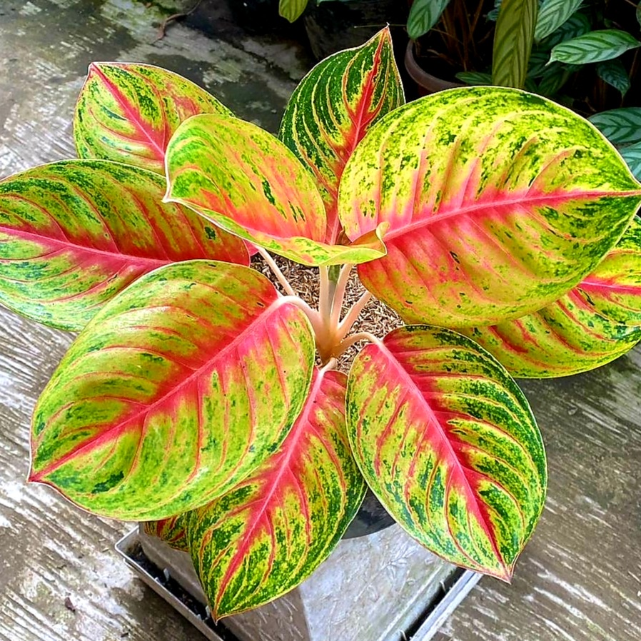 Aglonema Andini / bibit bunga / bunga hidup / tanaman / tanaman bunga / bunga hiasan /bunga aglonema