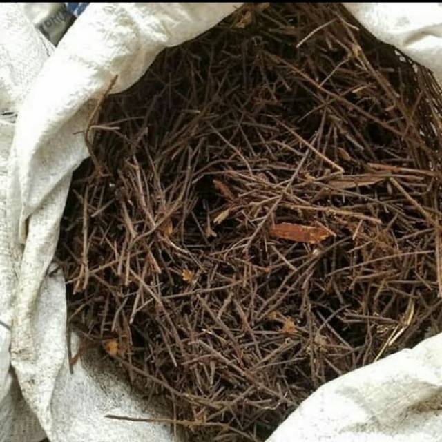 Media tanam. Akar pakis karungan.