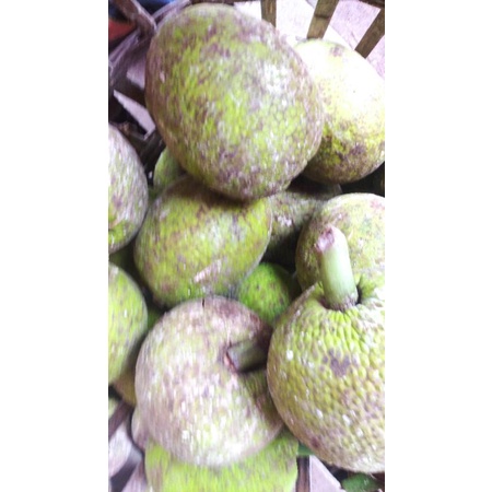 

Buah Sokon segar