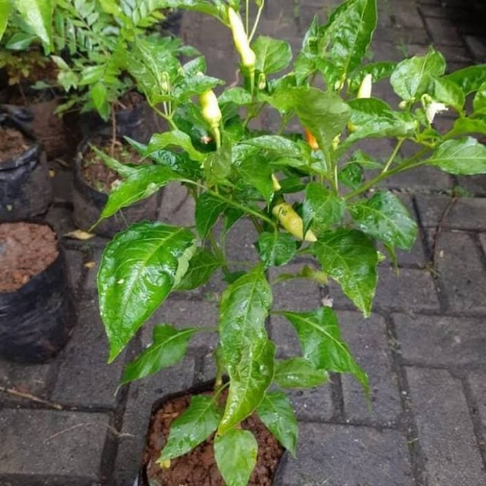 

Bibit Tanaman Pohon Cabai Rawit