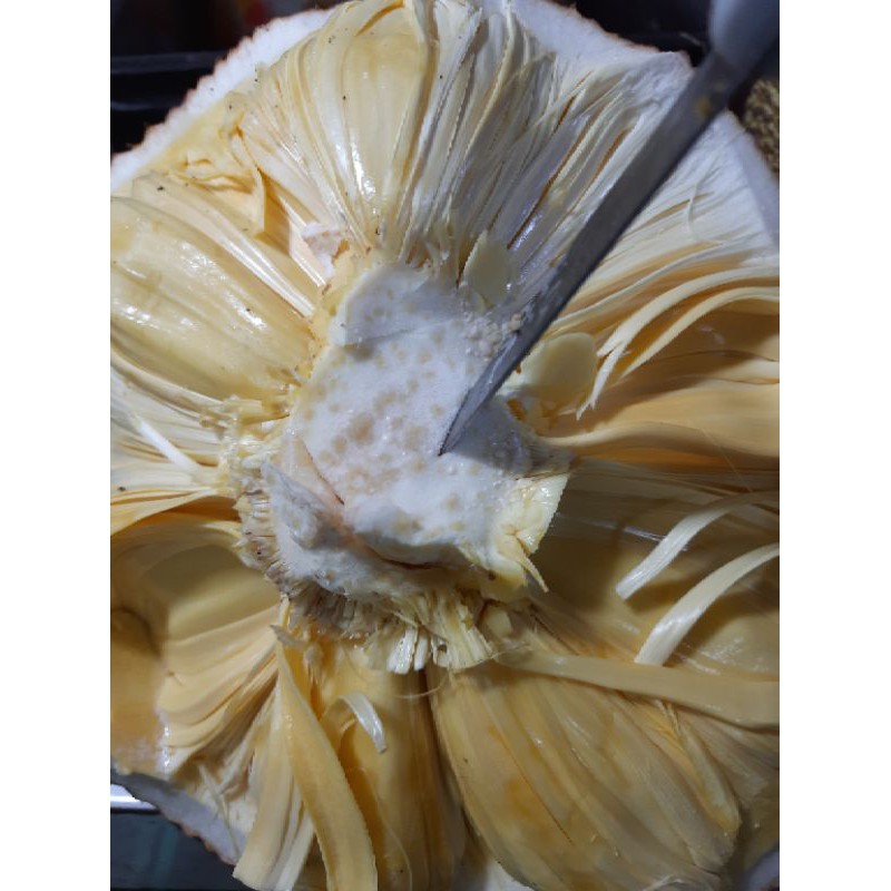 nangka kupas tanpa biji 1 kg