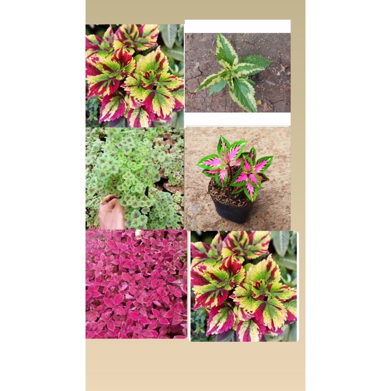 Paket 6 tanaman hias miana-tanaman hidup-bunga hiasan hidup-miana-paket murah