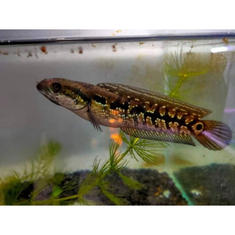 ASIATICA RS X WS size BABY 5-6 cm
