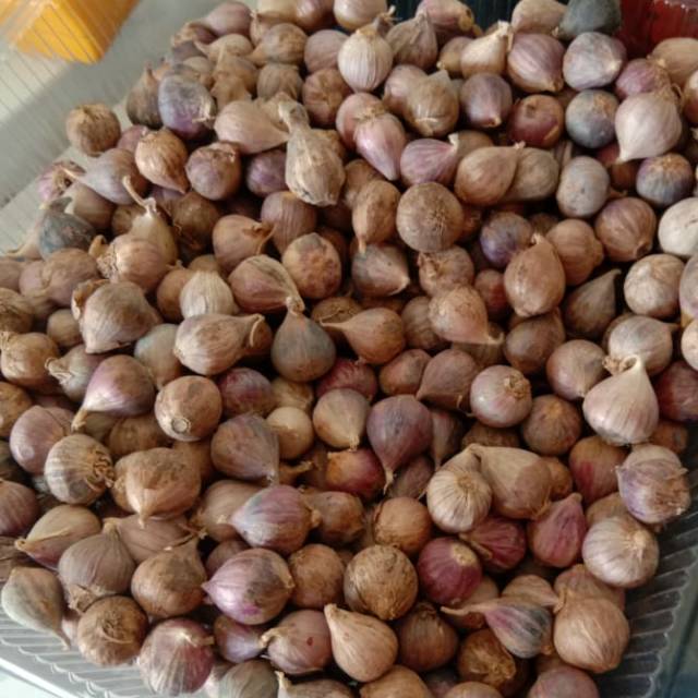 

Bawang tunggal import 1kilo kecil