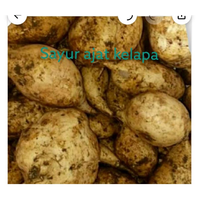 

Ubi putih 1 kg