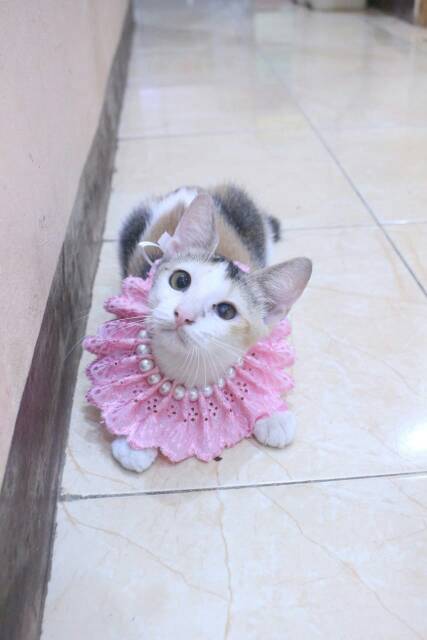 Kalung renda mutiara untuk kucing dan anjing / aksesoris kucing dan anjing murah size kitten adult