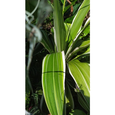 TANAMAN HIAS INDUK PANDAN VARIGATA TINGGI 1METER DAUN LEBAT BATANG SEGEDE BETIS KAKI