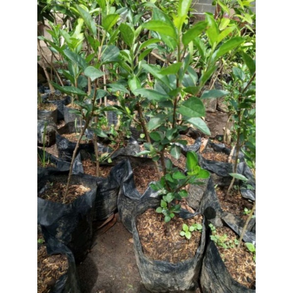 bibit buah apel Fuji