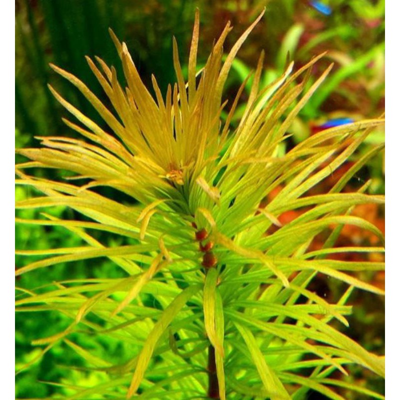 tanaman air aquascape Ludwigia inclinata var. verticillata 'cuba'