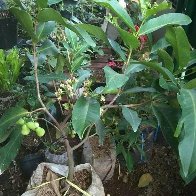 Kw Unggul Tanaman Jambu Air Cincalo/Bibit Tanaman Jambu Air Cincalo