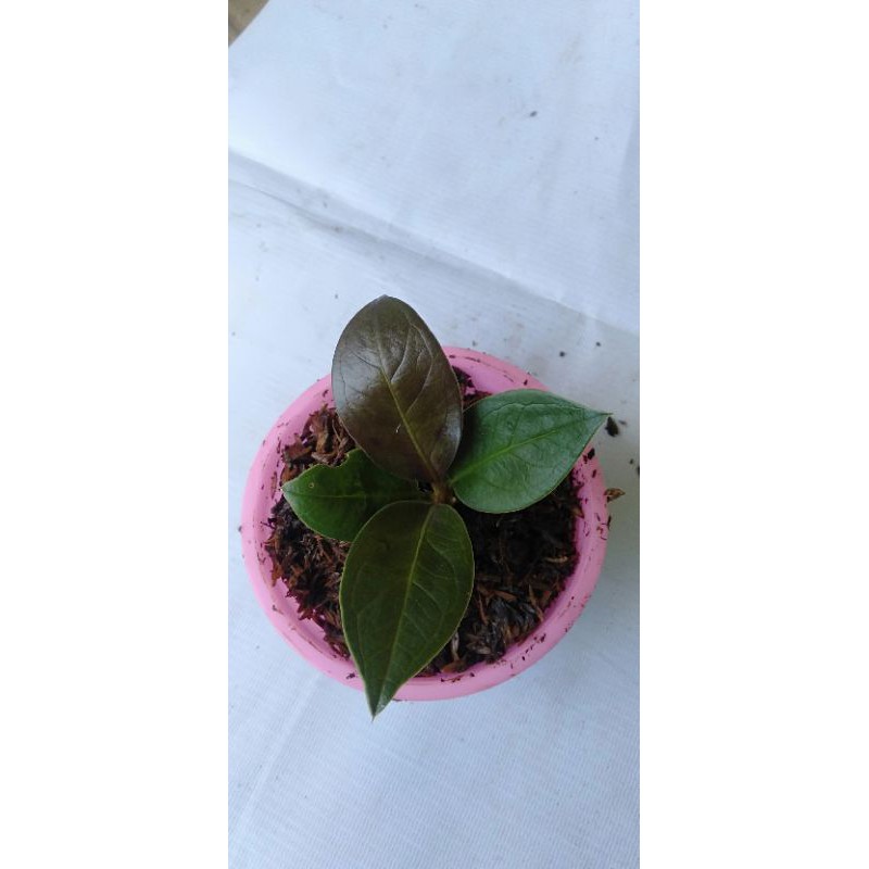 tanaman hias antorium jemani black