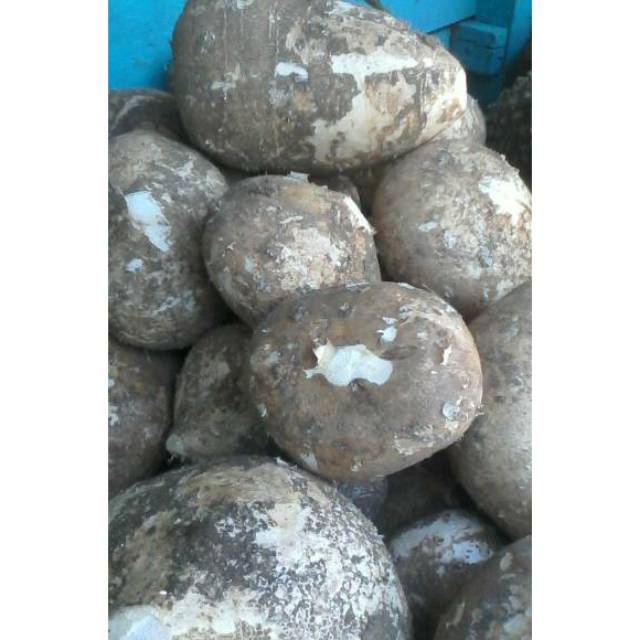 

PROMOOOOOO Buah bengkuang 1kg|buah segar bandung|nuri fruits|bengkuang|buah bengkuang bandung