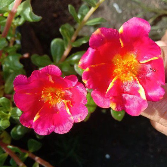 5stek krokot murah Duna Siam Red