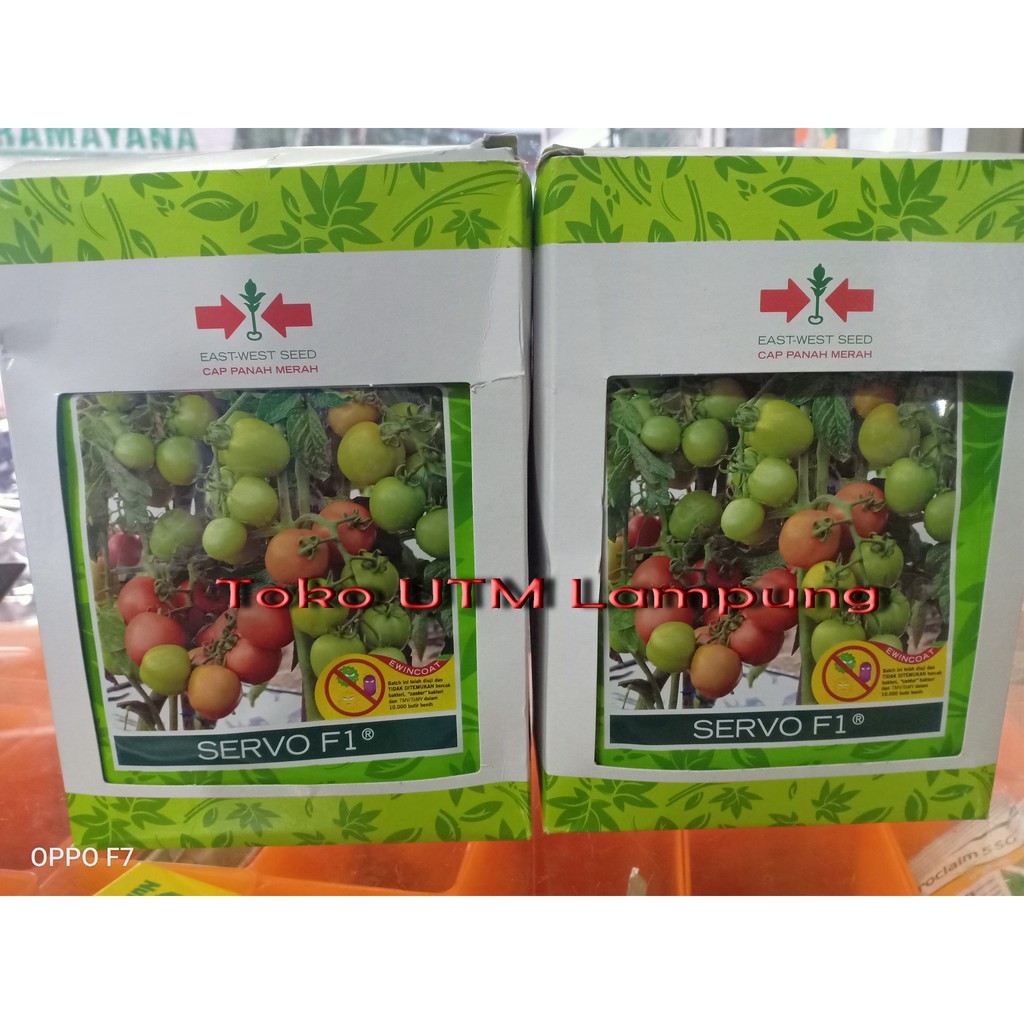 BENIH TOMAT BUAH SERVO F1 1750 BUTIR CAP PANAH MERAH