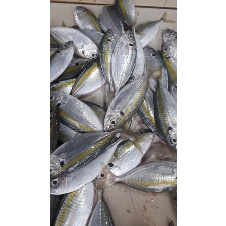 

ikan selar segar 500grm