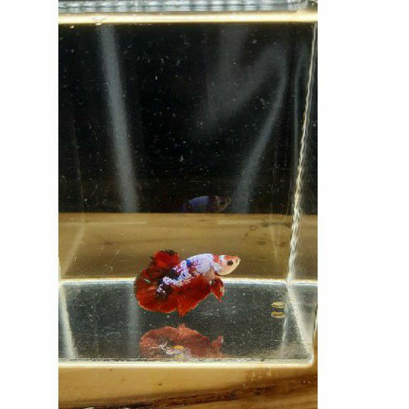 Cupang Red Koi  Galaxy 001 / 100%  Sesuai Foto / Cupang Murah / Cupang Indukan