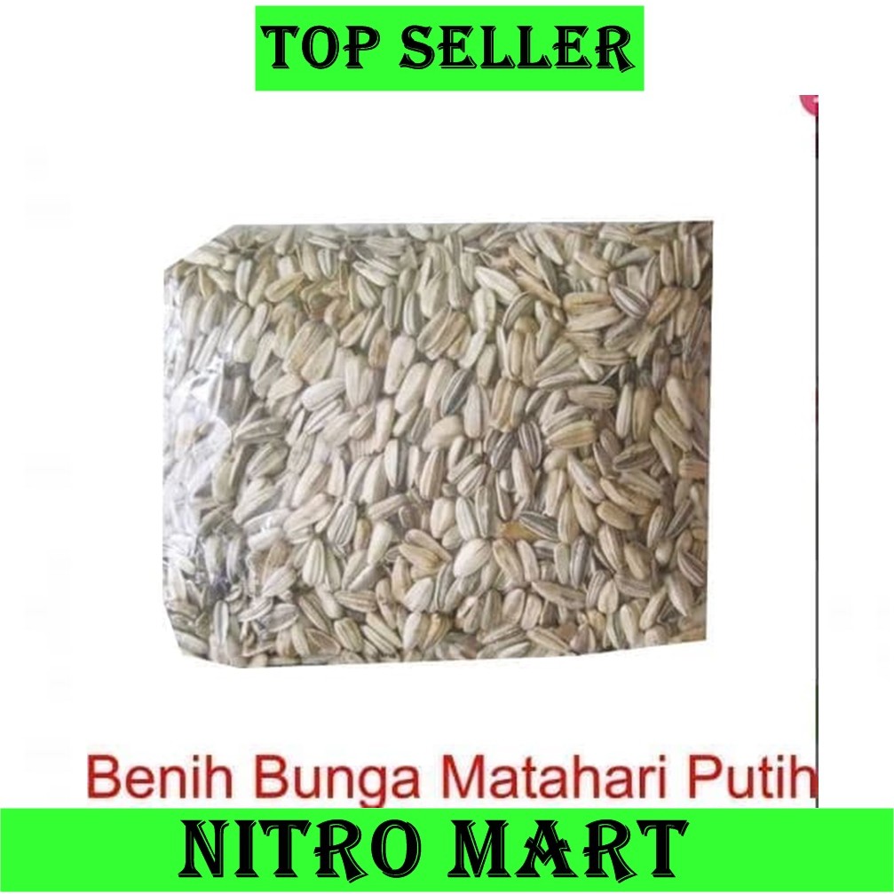 Biji Benih // Bunga Matahari // Jumbo