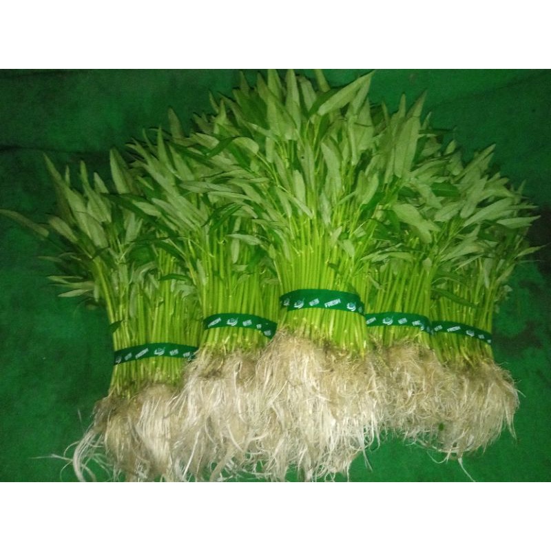 

kangkung Hydroponik Segar 1/2 kg