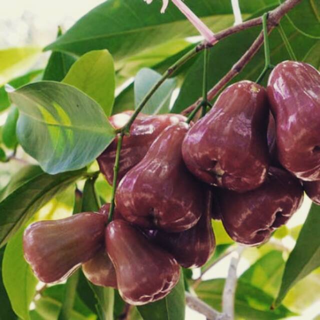 

Jambu cincalo di jamin manis....