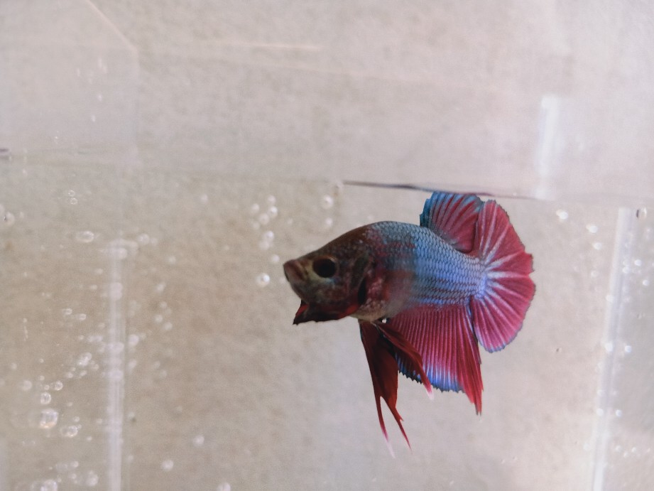 Lampu Led 3 Mata 12v