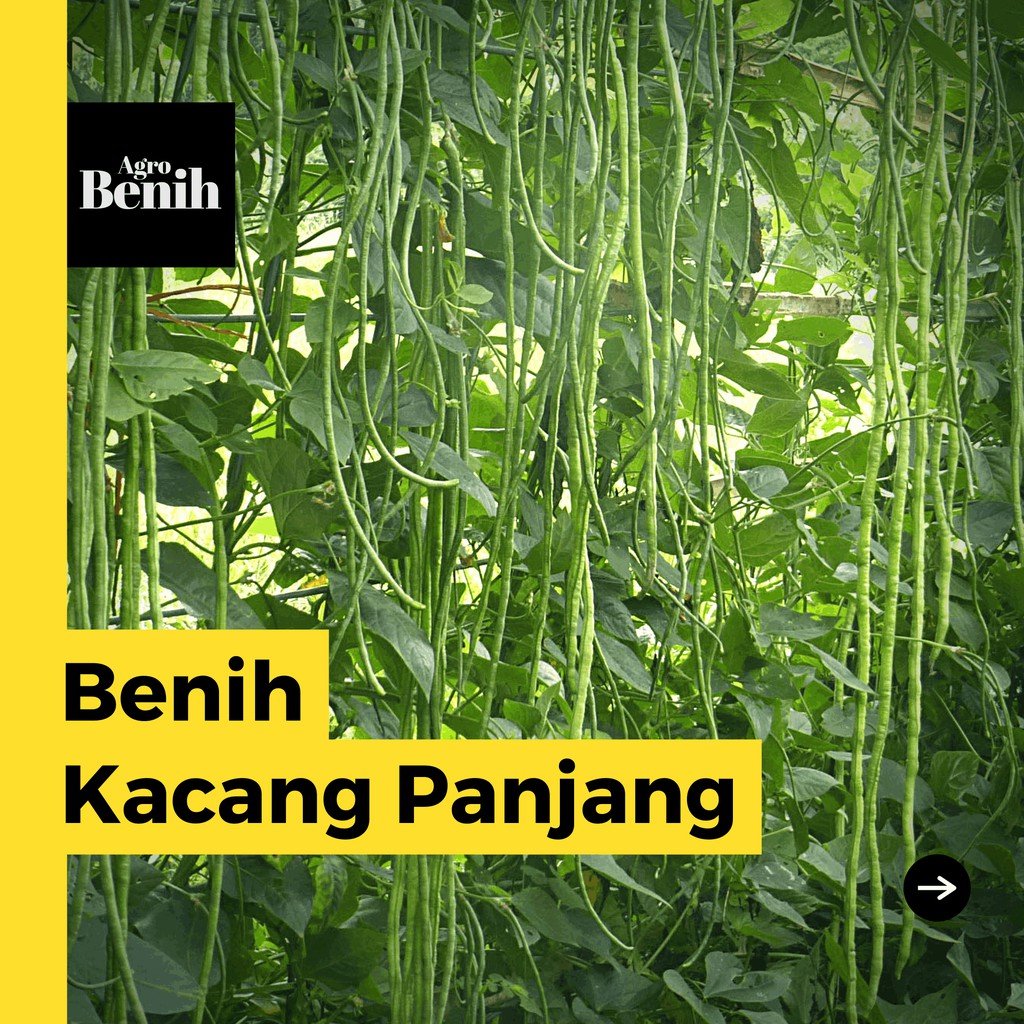 25 Bibit Kacang Panjang Unggul Sabrina Benih Sayuran Garuda Seed Tanaman Sayur Berkualitas Super