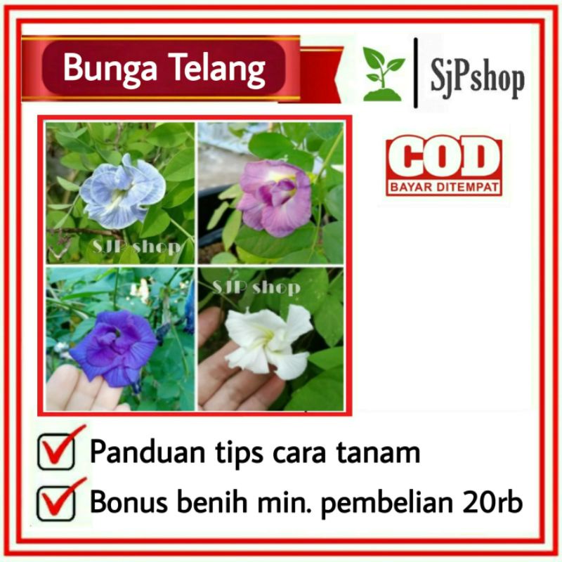 Benih / Bibit / Biji - Bunga Telang Tumpuk / Clitoria ternatea