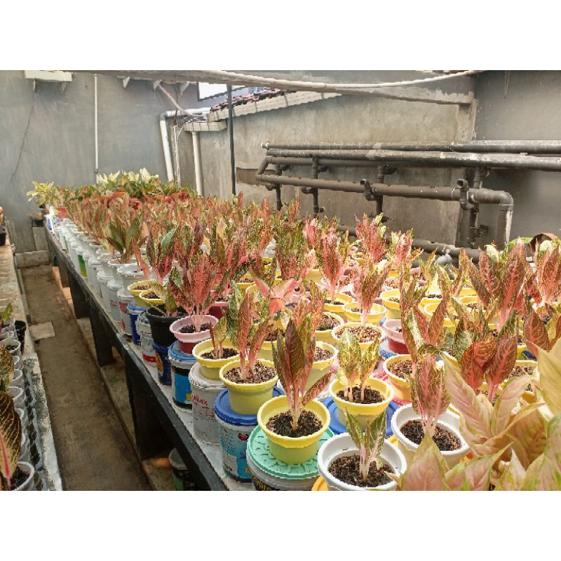 Aglonema Pride Of Sumatra | Tanaman Red Sumatra | POS | RedSum Lokal | Red Sumatra | Petani Aglonema