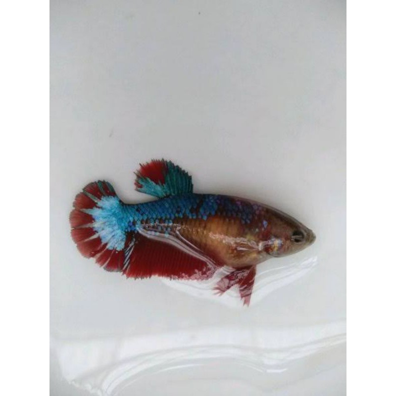 Cupang Female/ Betina Random (Plakat)