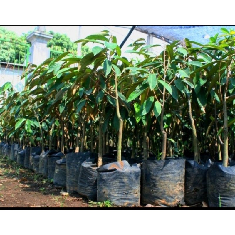 SUPER SALE| Bibit Durian Montong Super Batang besar|Okulasi