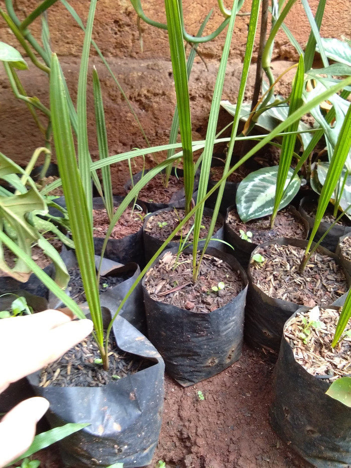 Bibit pohon kurma / kurma azwa ( betina) / kurma Nabi