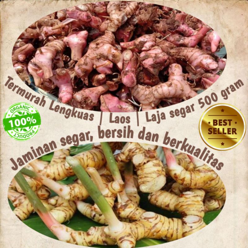 

Lengkuas | laos | laja segar 500 gram