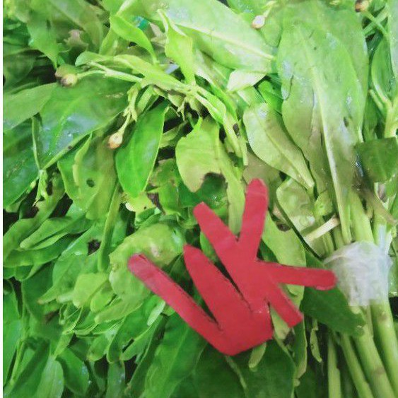 

Daun Gingseng Per Ikat