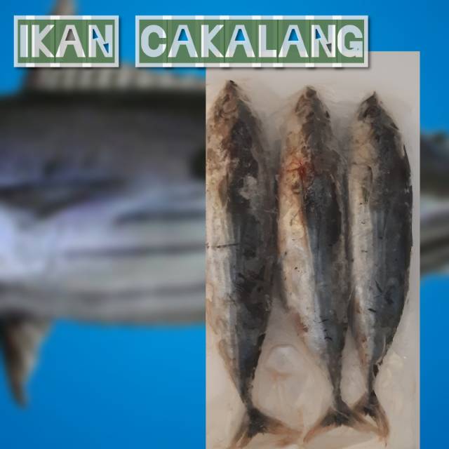 

Ikan Cakalang beku