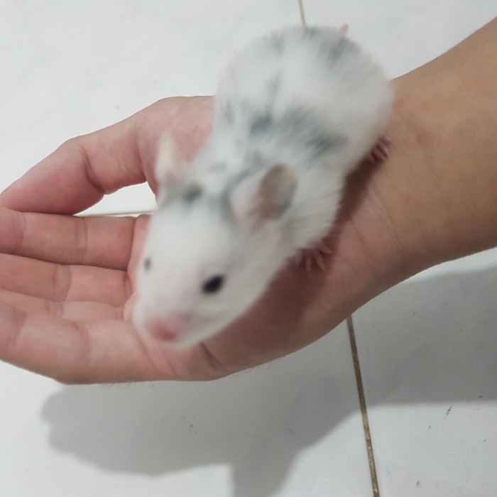 hamster syrian fujiyama CODE574