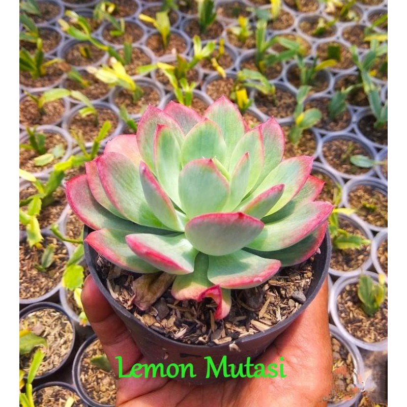 

Lemon Mutasi
