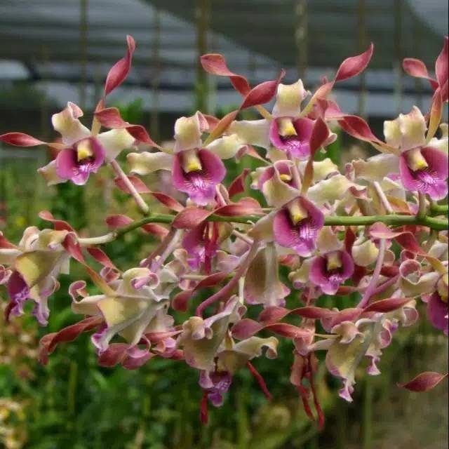 Anggrek Dendrobium Pfizer Singapore