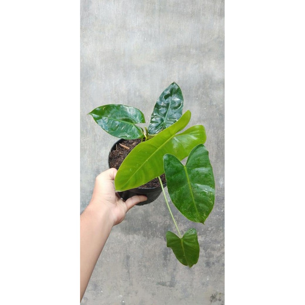 Bunga hias philo dendron burlemarx jeblesan varigata