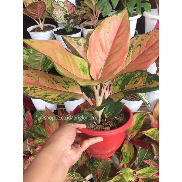 aglaonema aglonema kochin tembaga dewasa rumpun 3
