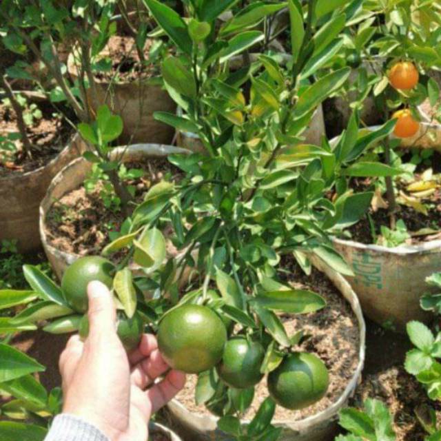 Pohon jeruk medan berbuah