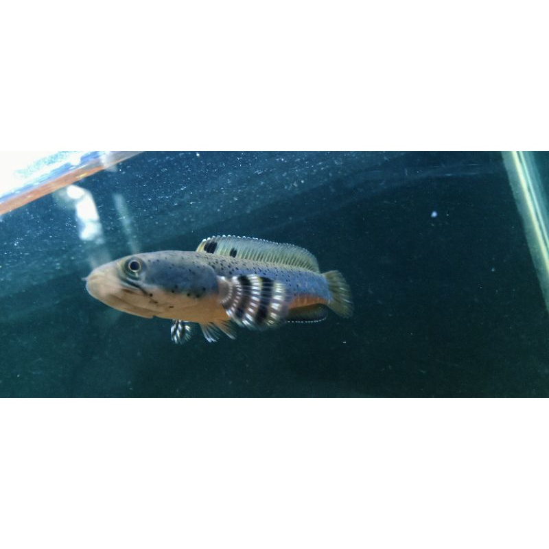 channa blue pulcra grande A+ 12cm