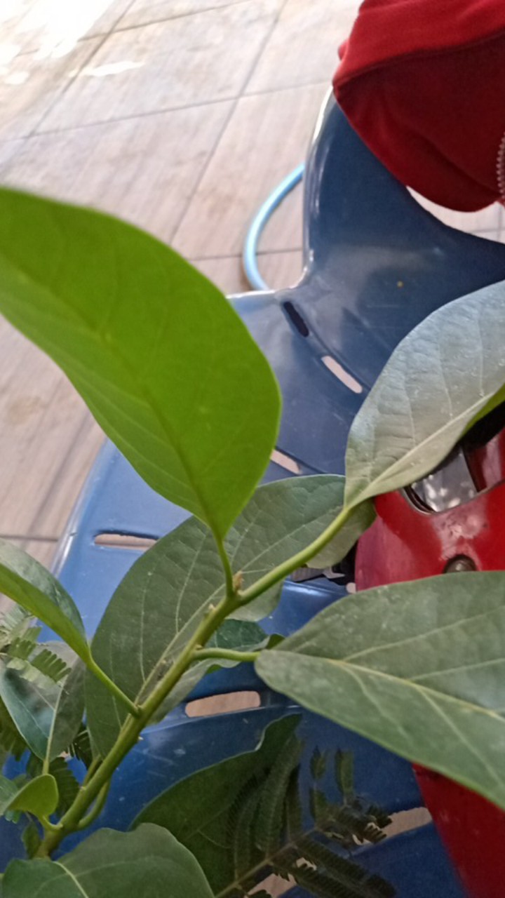 Bibit Alpukat Mentega Jumbo Bibit Benih Tanaman Buah Alpukat Mentega Jumbo