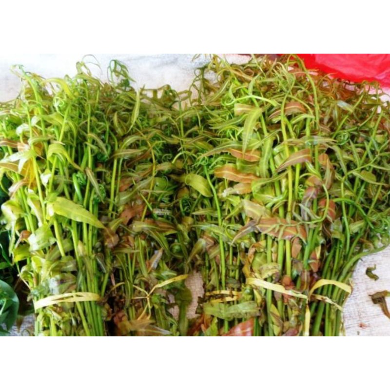 

Daun Pakis Kelakai Segar Per Ikat